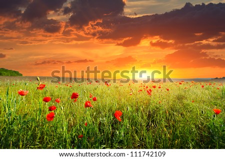 field with green grass and red poppies against the sunset sky