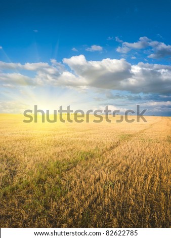 sloping field of wheat. natural composition