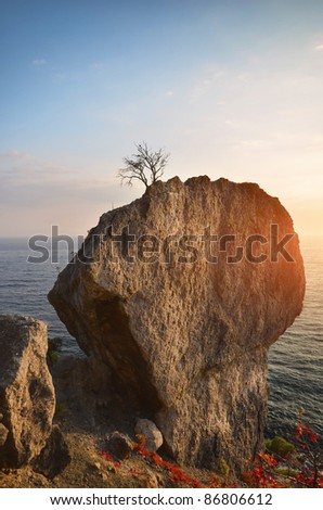 tree growing on the cliff by the sea