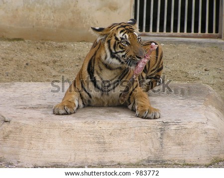 Feeding Tiger