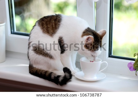 Lovely cat sitting on the window sill and drinking from the white cup