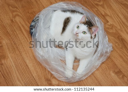 Amazing lady-cat lying in the plastic bag on the floor