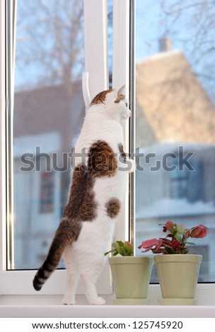 Lovely cat standing on the hind legs on the window sill and looking through