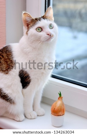 Beautiful lady cat sitting near to onion in the cup on the window sill