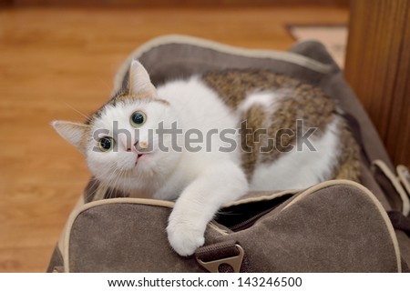 Lovely cat lying on the traveling bag