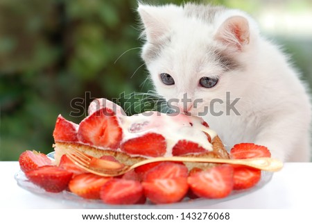 Lovely Kitten Eating The Strawberry Cake With Cream