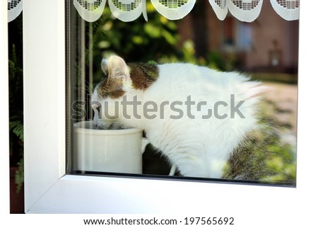 Cat sitting behind a window and drinking from a jar