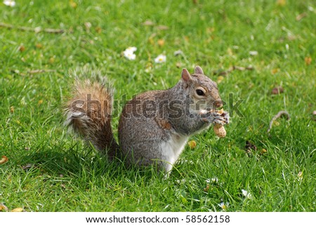 A Squirrel