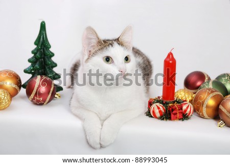 Amazing lady-cat laying on the white background and Christmas toys and candles around