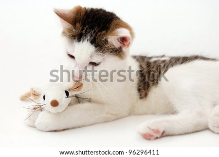 Beautiful kitten playing with plush mouse on the white background