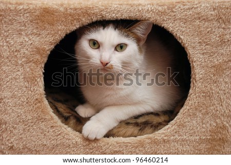 Lovely cat lying in the cat house