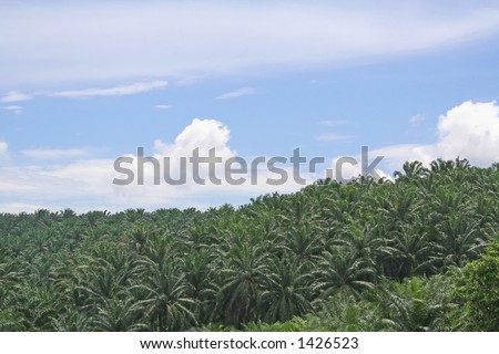 Palm oil tree plantation, in Malaysia