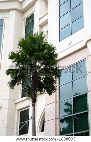 Palm tree reflecting off a building