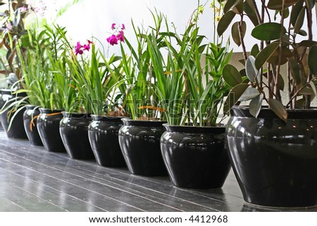 Row of tropical flowers in black ceramic pots