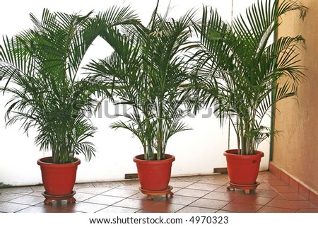 potted plants palm trees