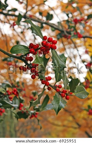 Holly berries and leaves golden autum background outdoor setting