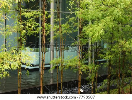 Modern zen decor home with bamboo greenery and water