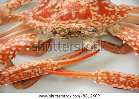 Whole fresh cooked king crab on plate