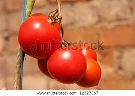 Whole fresh red tomatoes ripening on the vine