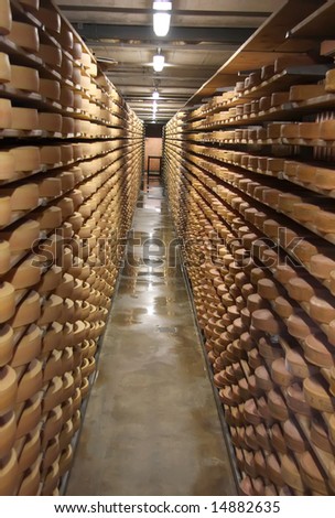Round stacks of cheese stored on shelves in factory warehouse