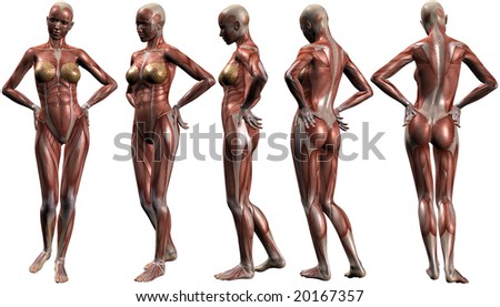human body anatomy. Female Human Body Anatomy
