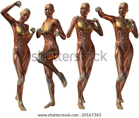 human body anatomy. Female Human Body Anatomy