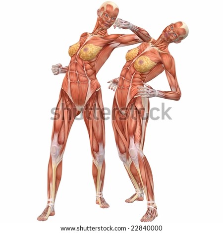human body anatomy. Human Body Anatomy-Street
