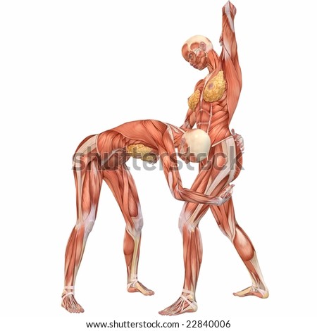human body anatomy. Human Body Anatomy-Street