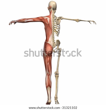 stock photo Female Anatomy Body