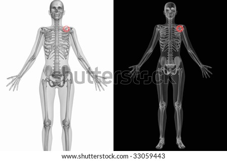 human anatomy. stock photo : Human Anatomy