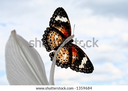 Color Butterfly on the flower and sky background
