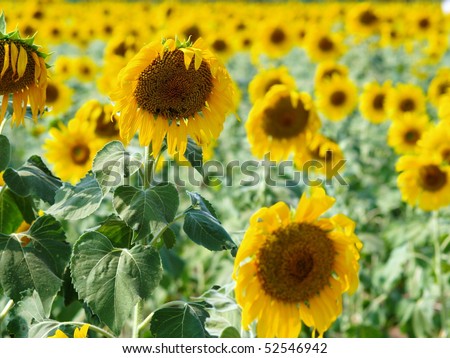 Sunflower Field Wallpaper. myspace source wallpaper