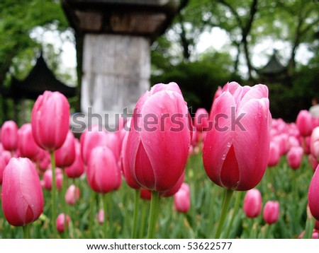 Pink Tulips in A Chinese Style Garden