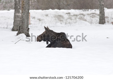 Moose at ease in snow.