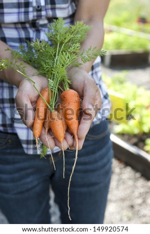 Holding a bunch of freshly picked carrots that were just picked from the garden.