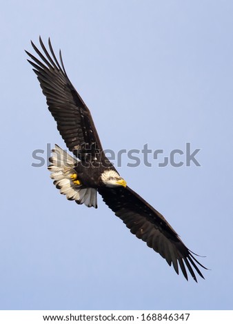 Eagle soaring in sky.