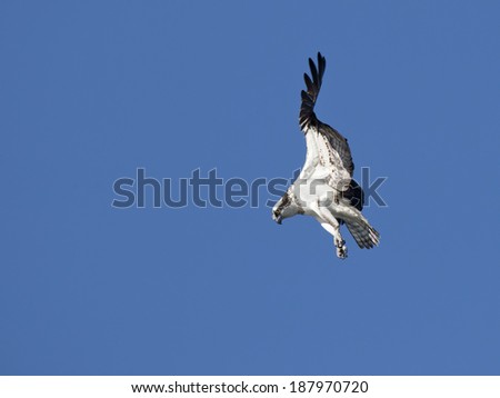 Osprey searches for food in the bright blue sky above Fernan Lake in north Idaho searching for food.
