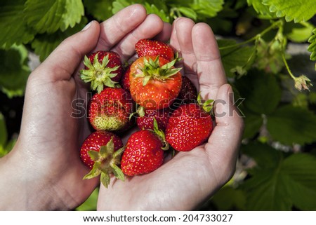 Fresh strawberries in hands.