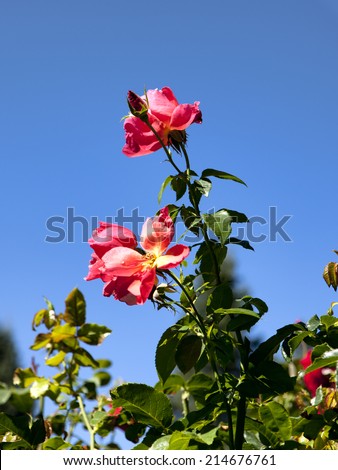 Red rose and blue sky.