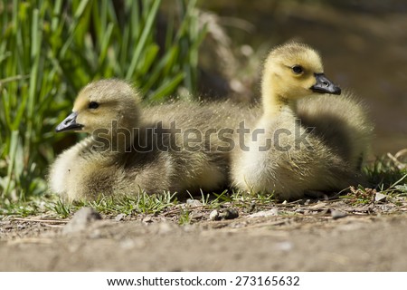 Two resting goslings at the park by the Post Falls Dam in Post Falls, Idaho.