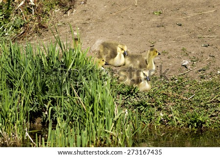 Goslings by the grass by the Post Falls Dam in Post Falls, Idaho.