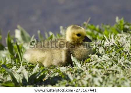 Gosling is nestled in grass at the park by the Post Falls Dam in Post Falls, Idaho.