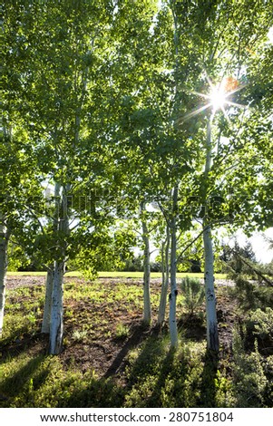 Sunlight through trees at the arboretum in Moscow, Idaho.