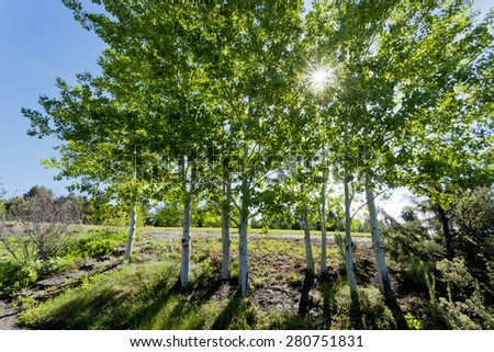 Sunlight dappled through trees at the arboretum in Moscow, Idaho.