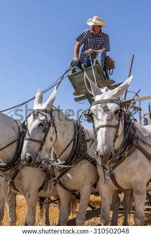Davenport, WA. USA - Aug 22, 2015. A farmer on the seat driving the team of horses in a vintage harvest event in Davenport, Washington August 22, 2015.