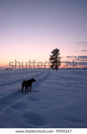 A dog in the foreground of a country sunset.