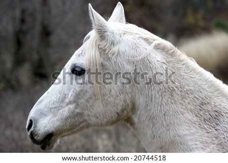 A side profile of a white horse.