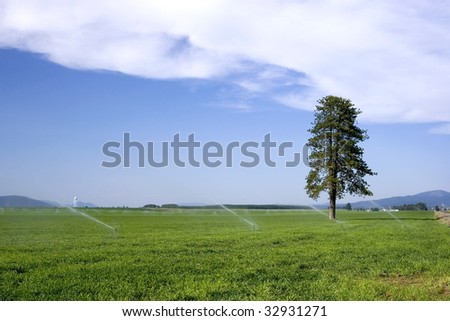 Large pine tree ina  farm field surrounded by sprinklers watering crops.