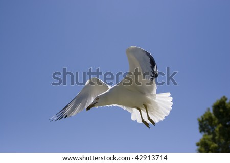 A seagull in flight close to the ground looking for food in eastern Washington.