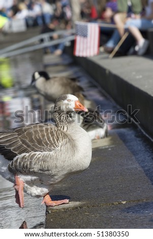 A goose was about the only crasher at this tea party rally in Spokane, Washington on April 15, 2010.